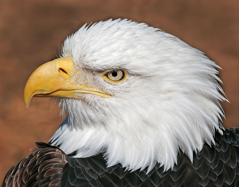 Bald Eagle   Copy
